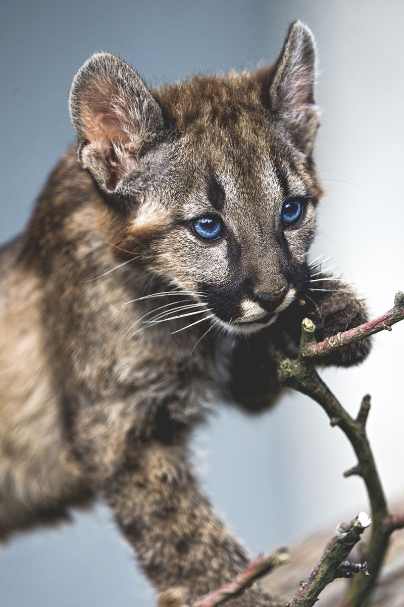 Пума детеныш