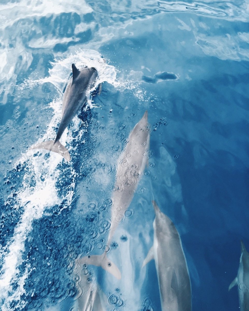 Белле дельфин