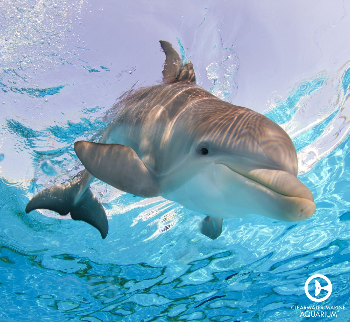 Бывают розовые дельфины