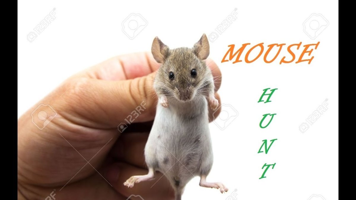 Крыса с золотой цепью