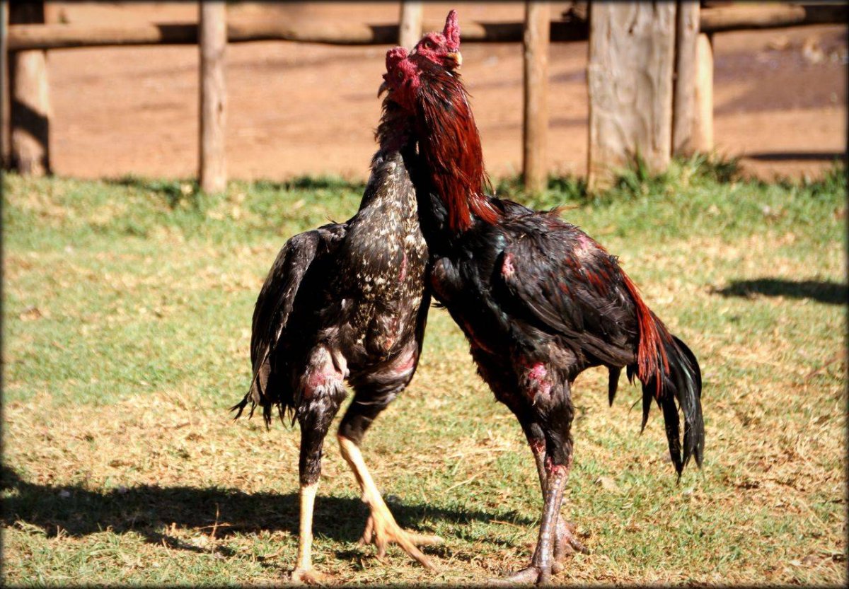 Петух Шамо дакан