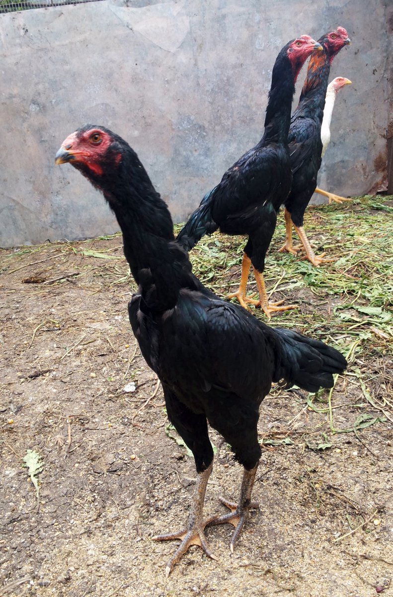 Королевский Азиль