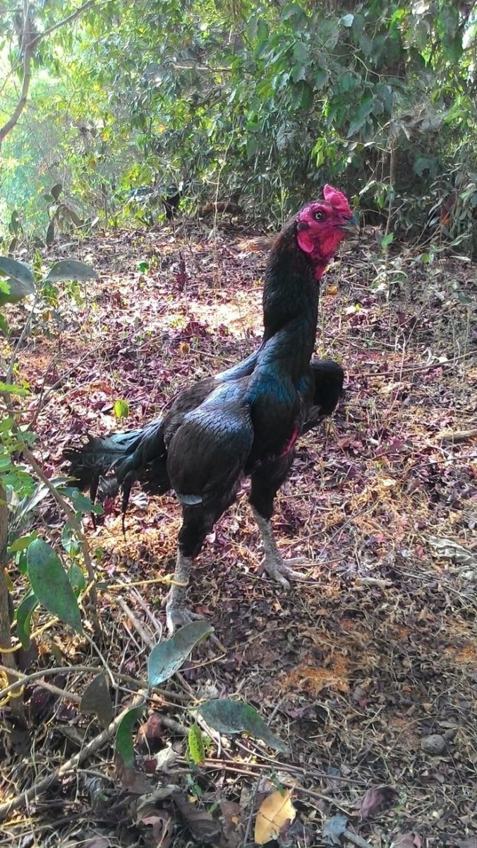 Дакан Шамо цыплята