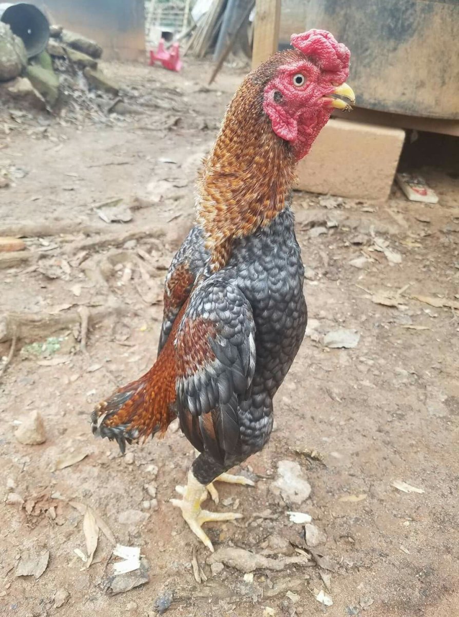 Бойцовые куры породы Ганой