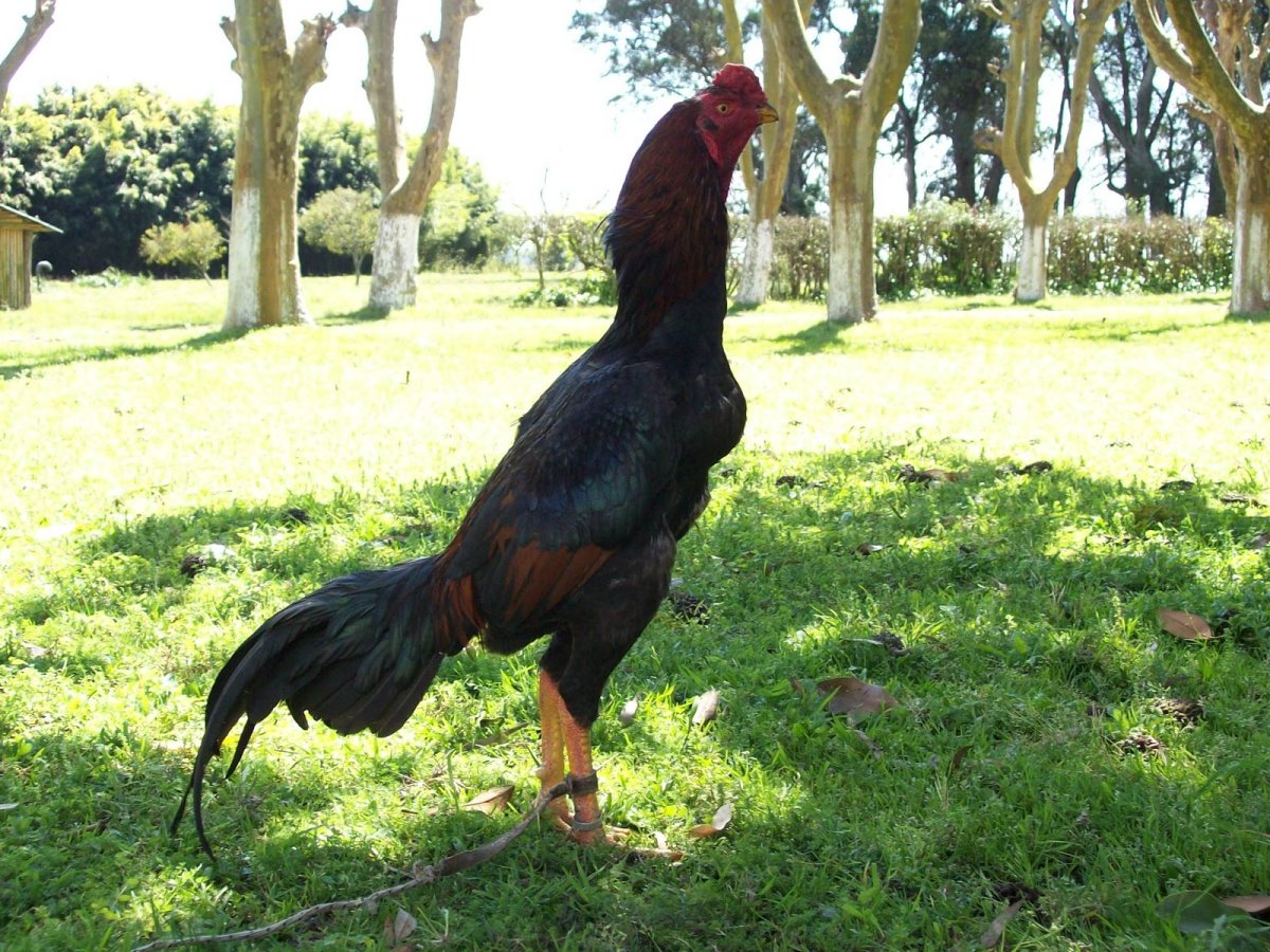 Петух дакан