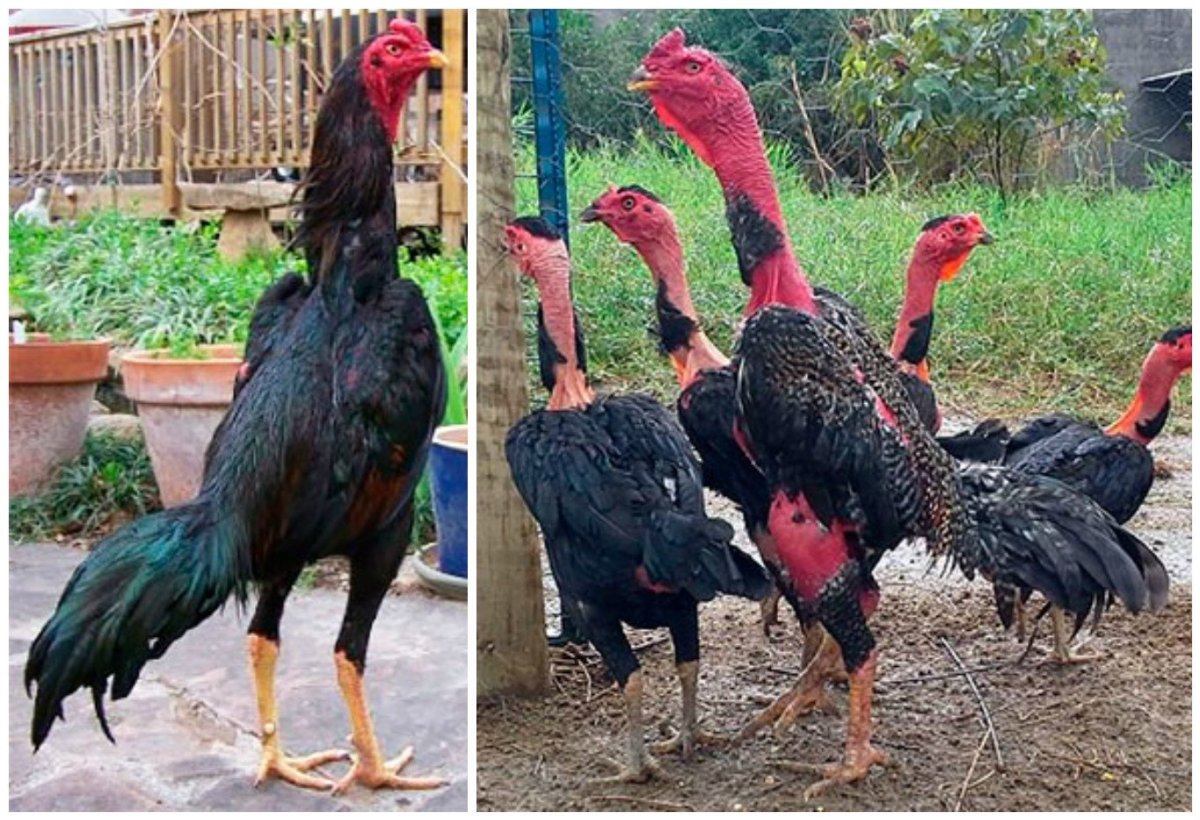 Бойцовые петухи Шамо