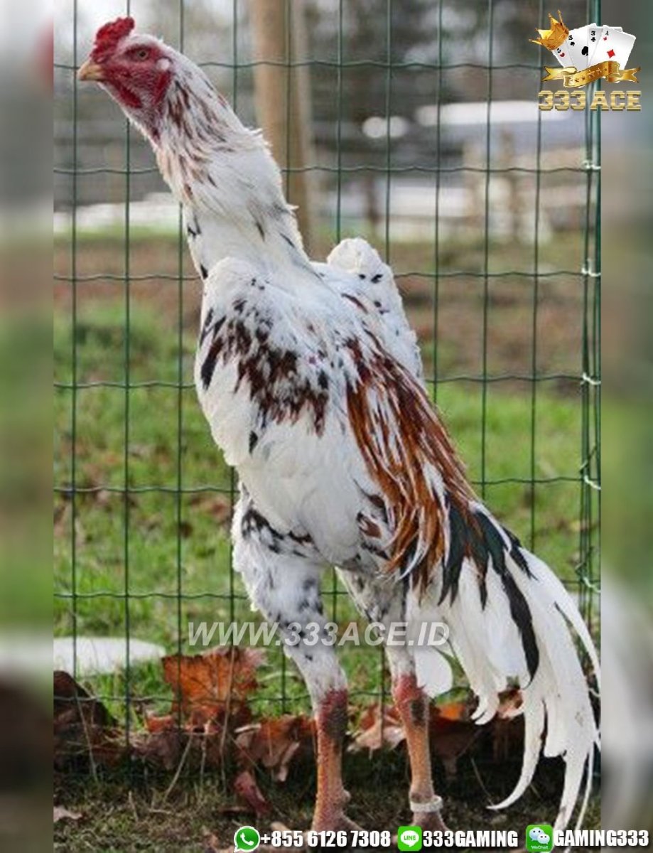 Бойцовая птица Шамо