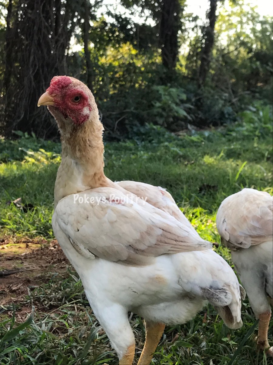 Бойцовый петух в Санкт-Петербурге