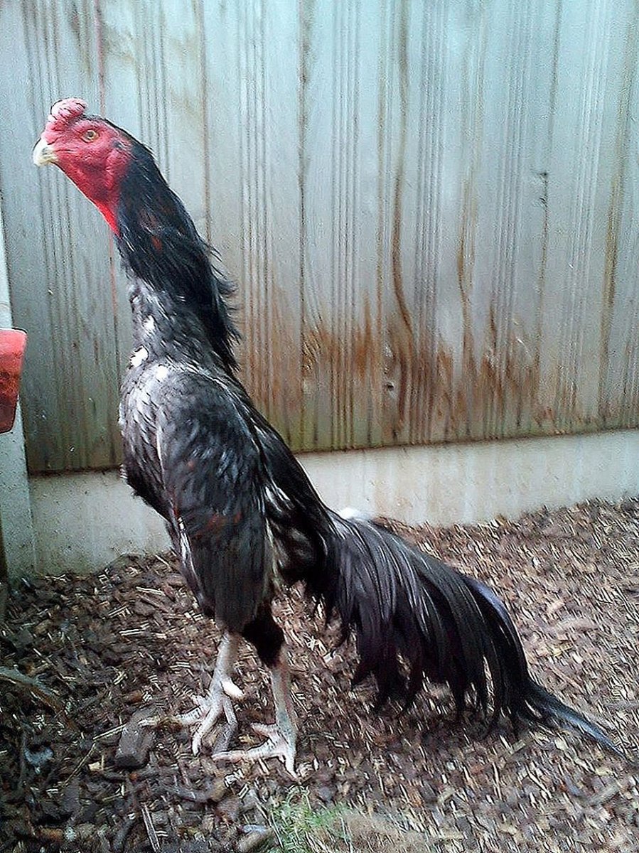 Куры породы Шамо