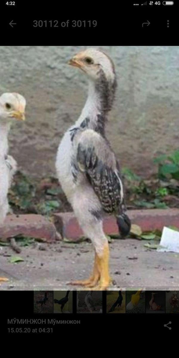 Бойцовые петухи Шамо