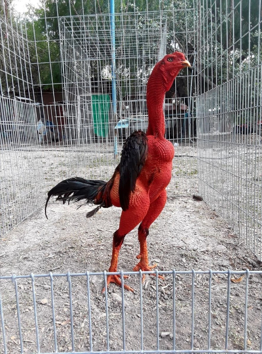 Монти Транчеллини куры