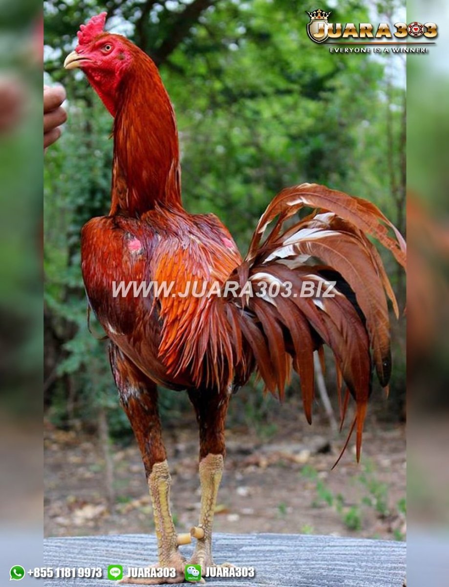 Азиатские длиннохвостые петухи