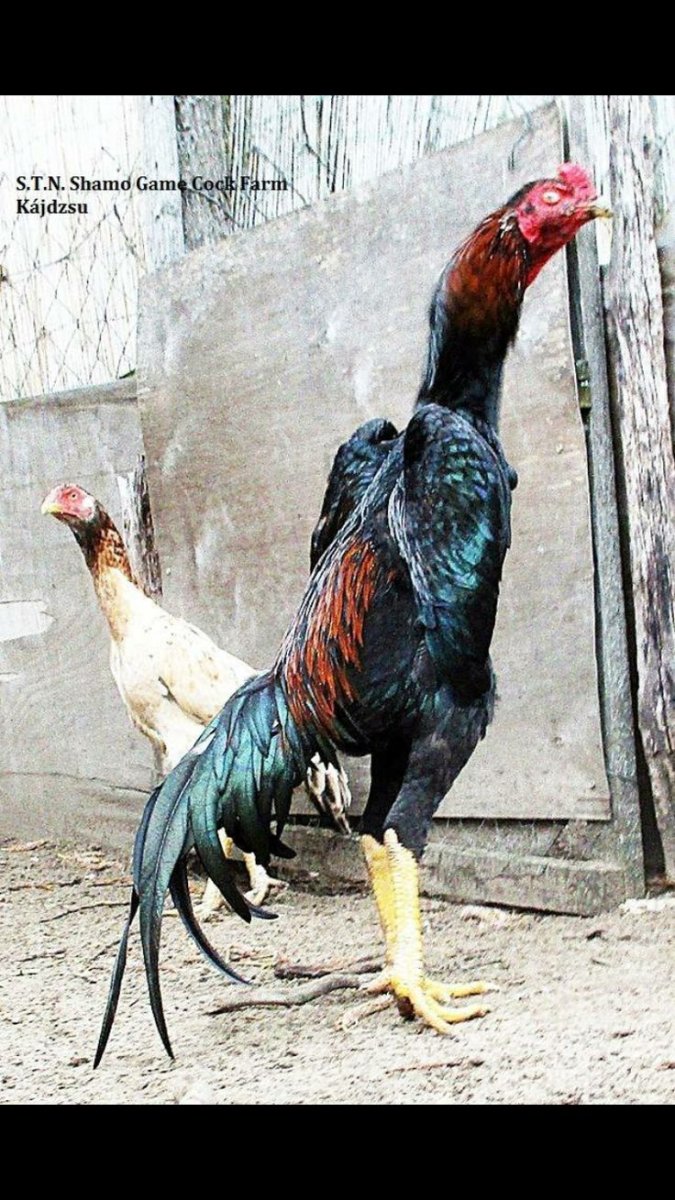 Бойцовые куры Шамо