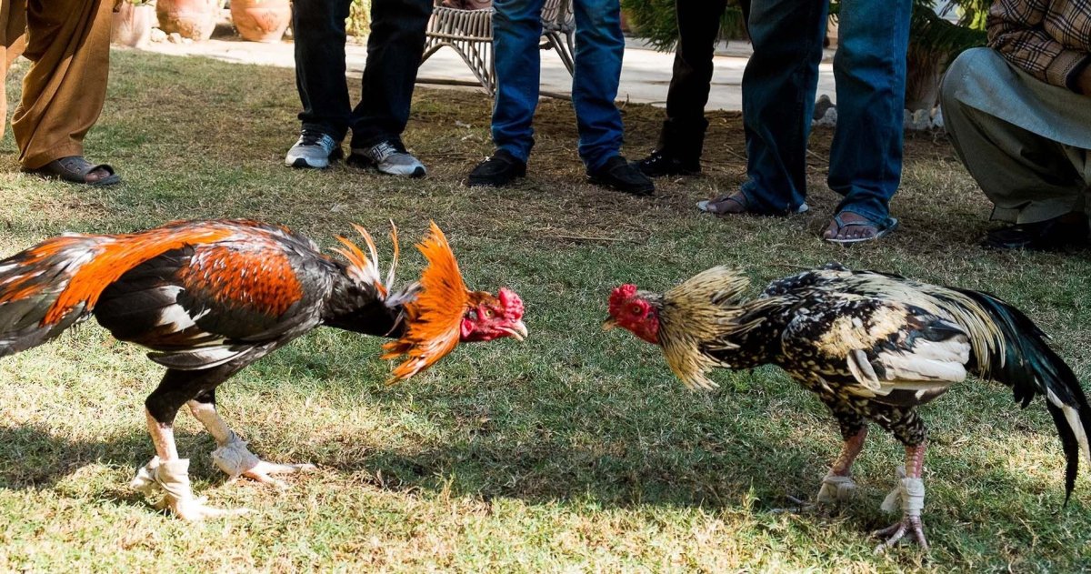 Намордник для куры Шамо