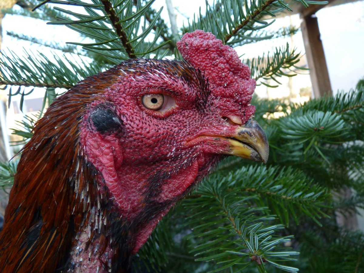 Дакан Хороз