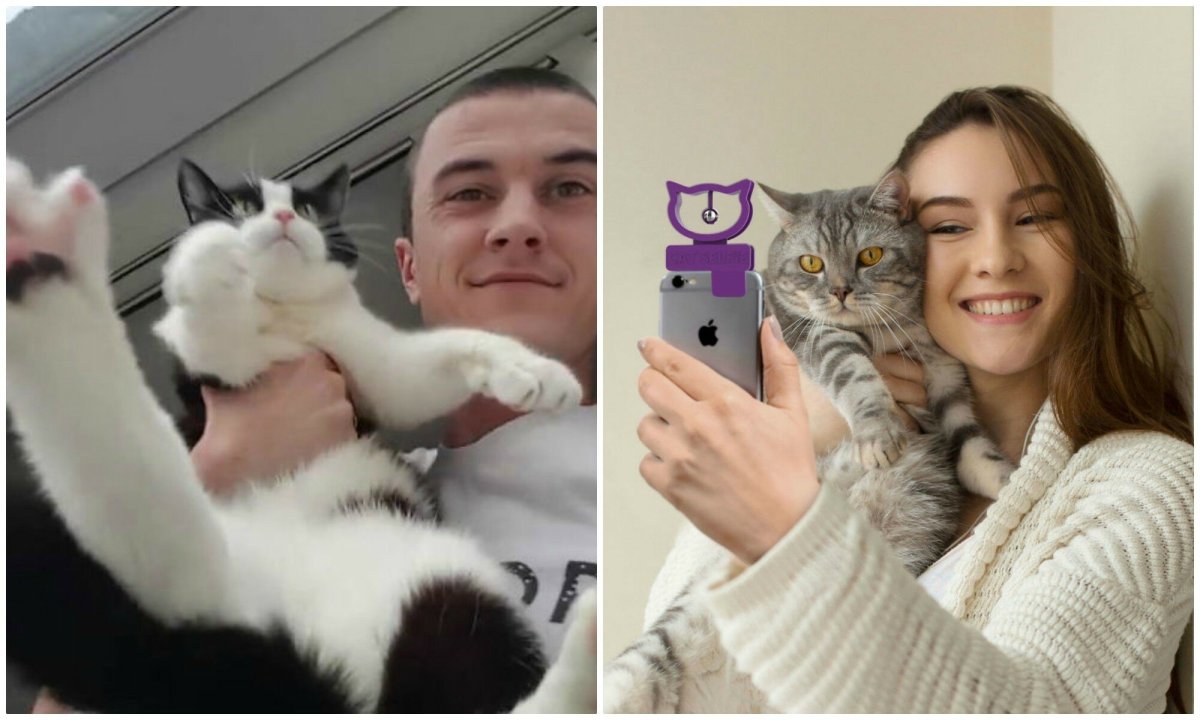 Котик с айфоном