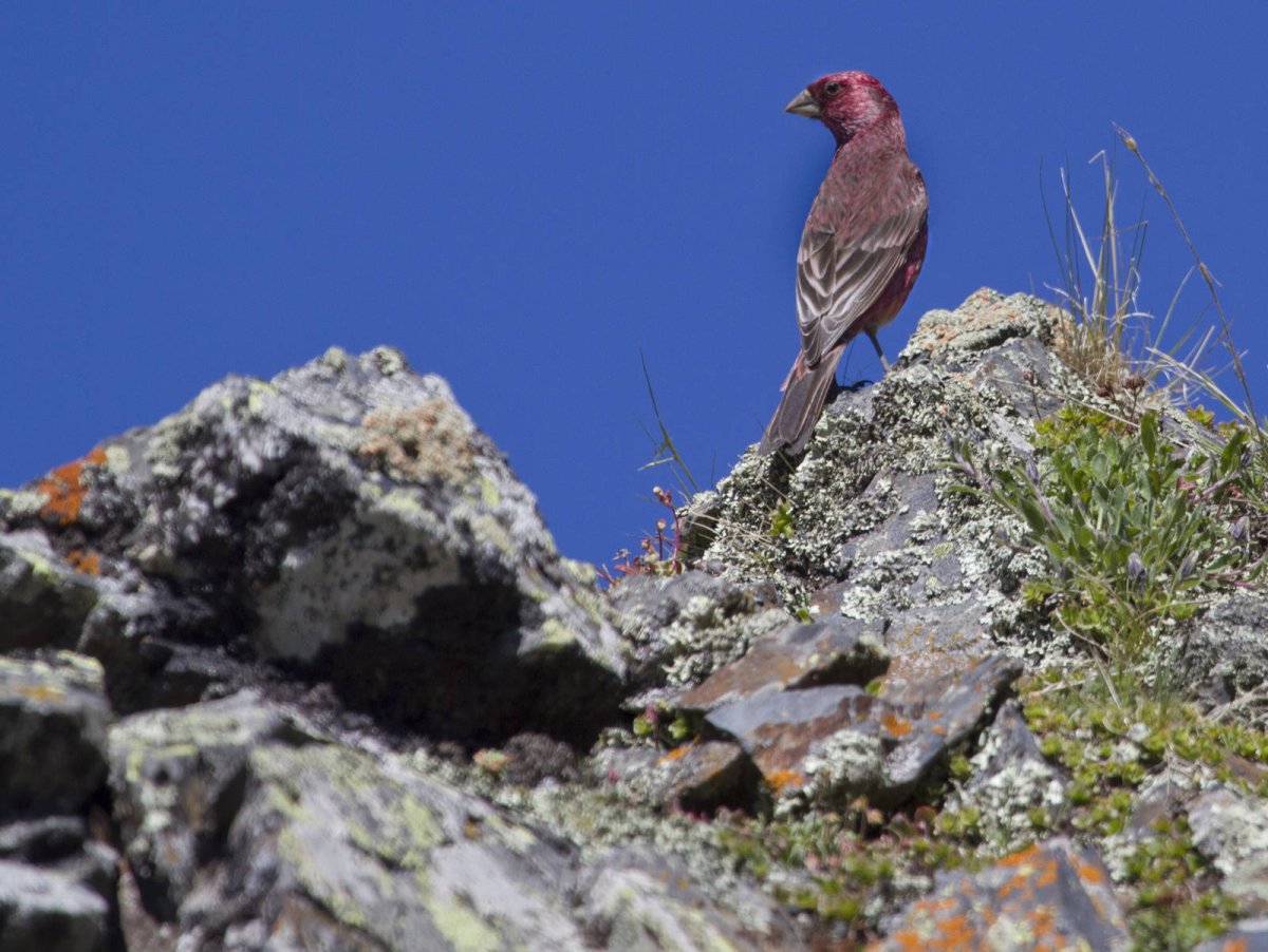 Тляратинский заказник животные