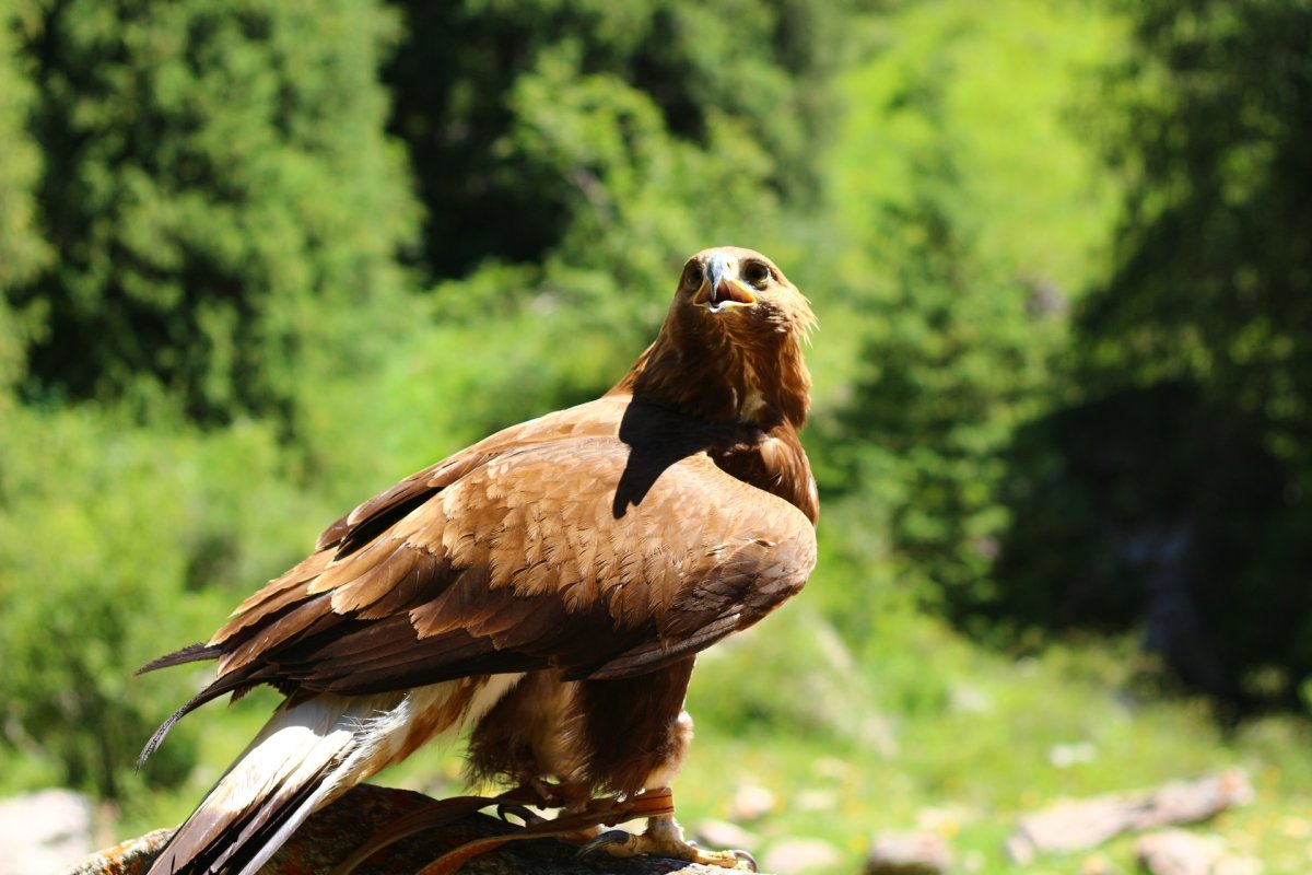 Орел Беркут Дагестана в хребтах Кавказа