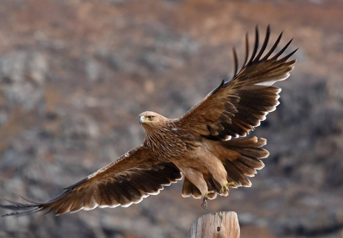 Могильник (Aquila heliaca)