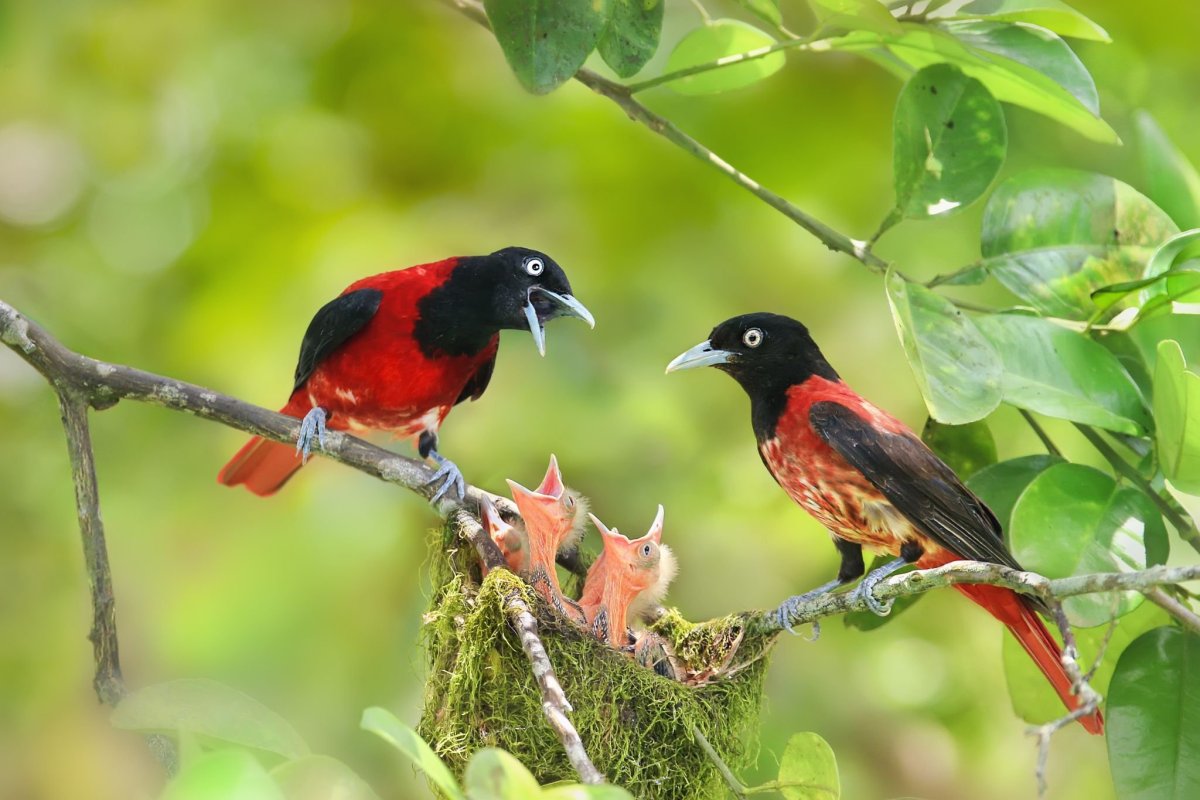 Бордовая Иволга