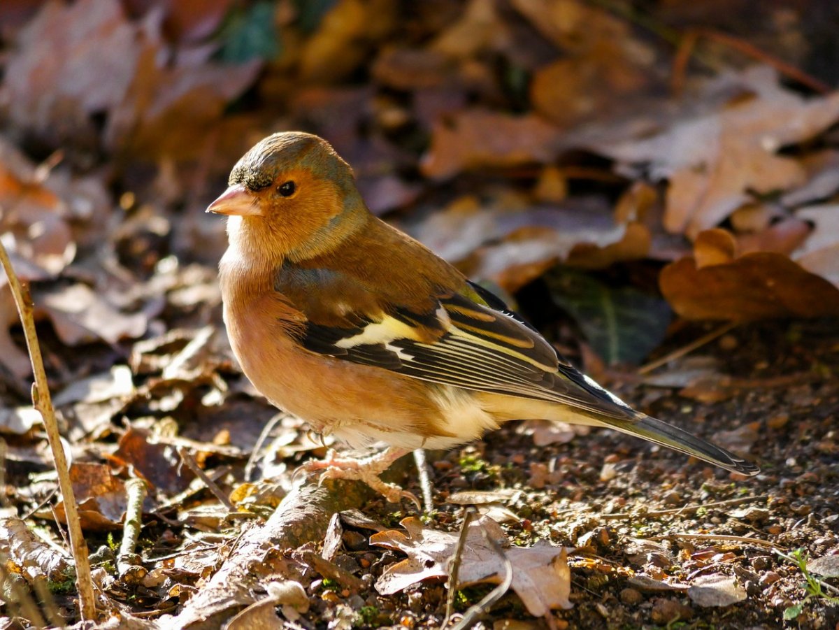 Птицы Адыгеи