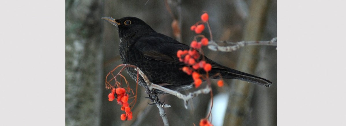 Зимующие птицы Дрозд