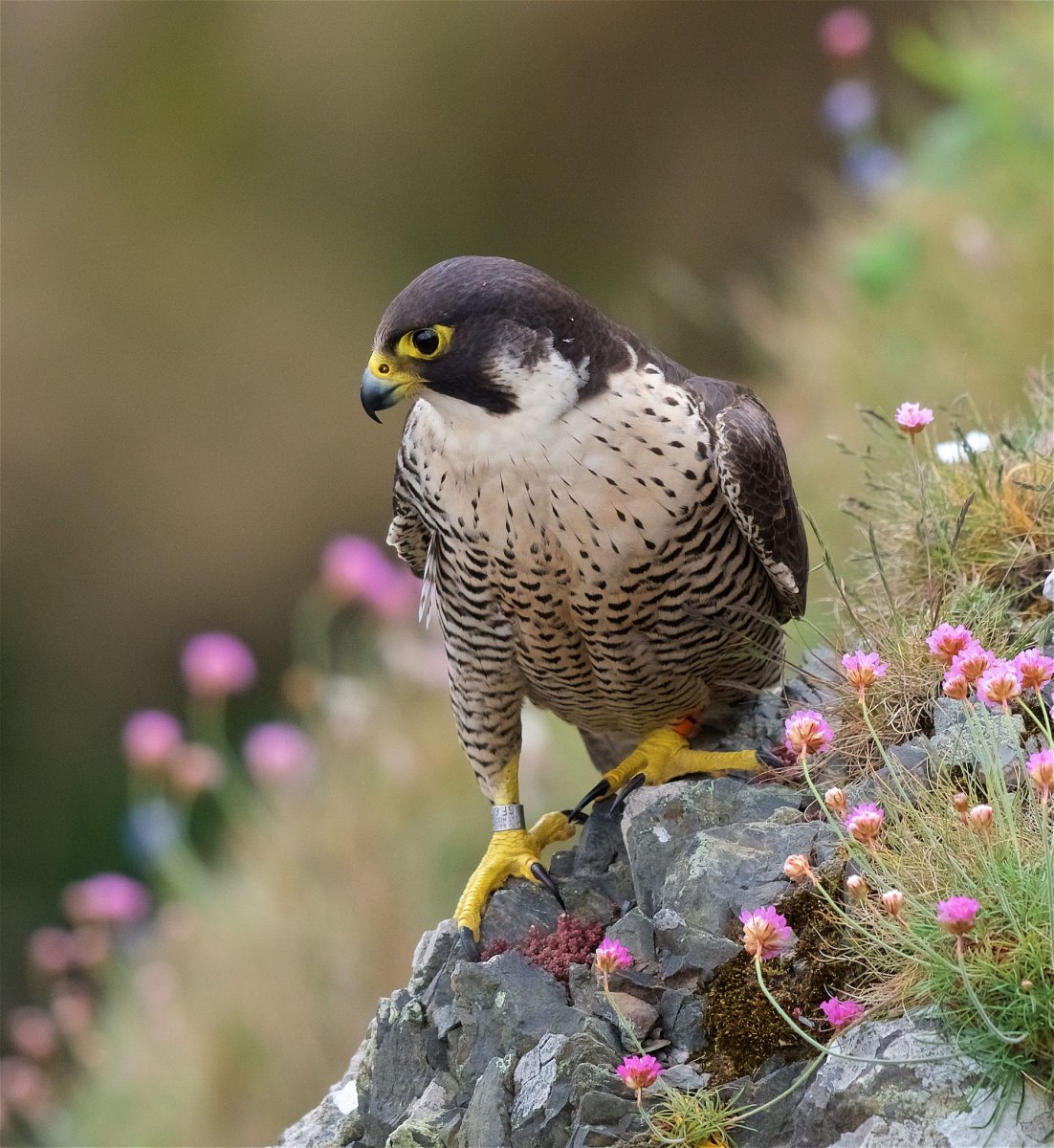 Сокол Сапсан птенец