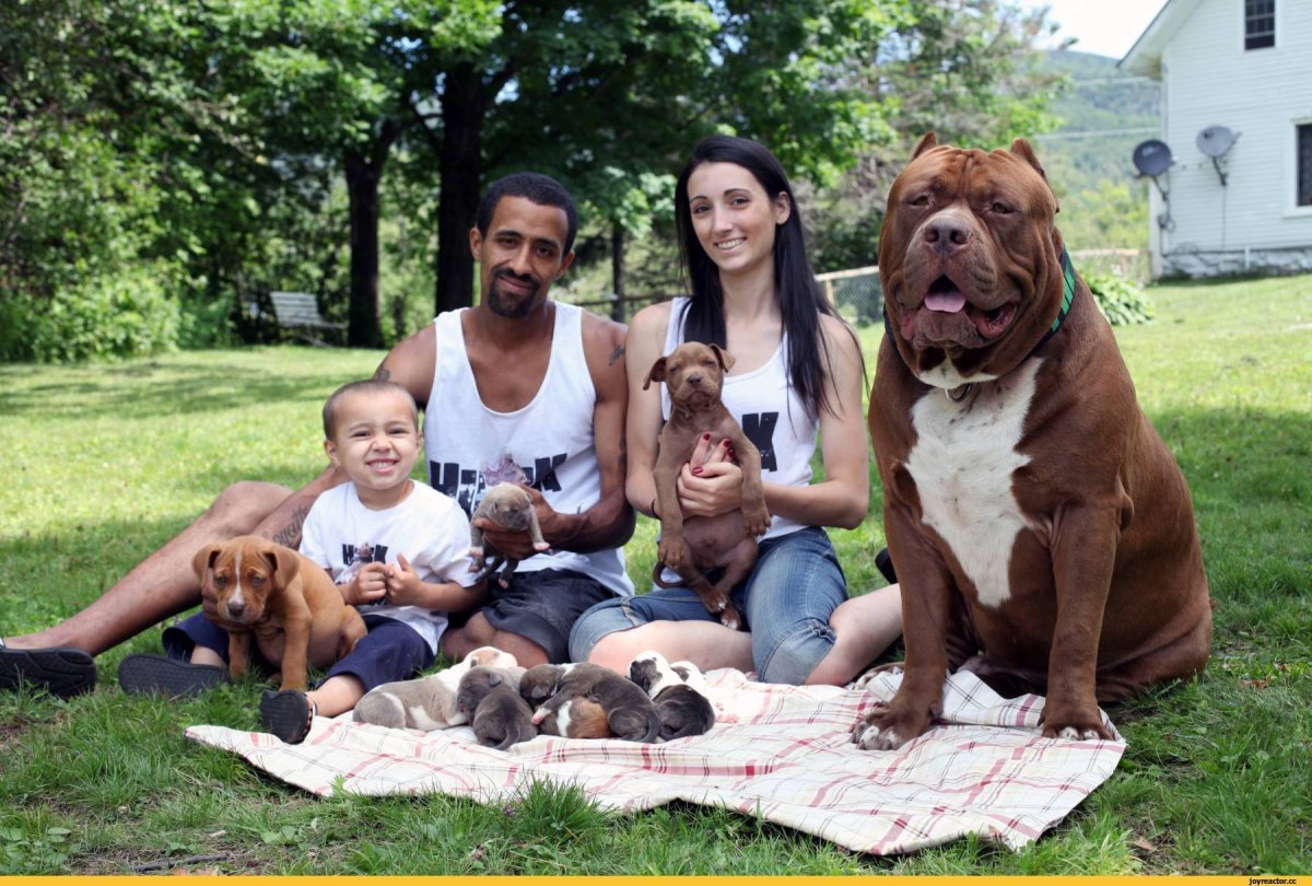 Самый большой бульдог в мире