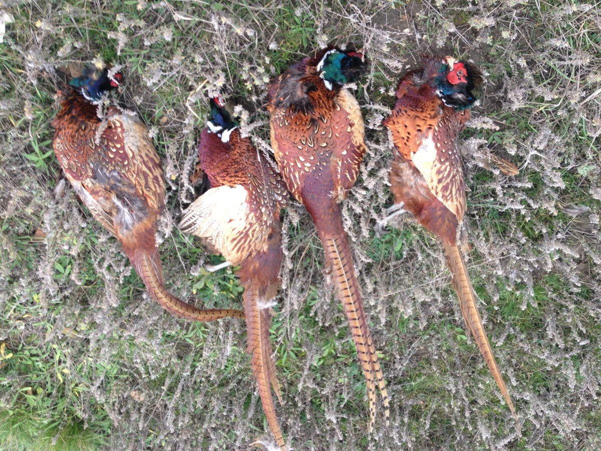 Борнейский павлиний фазан