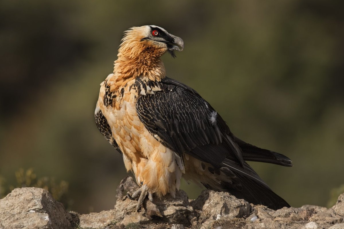 Ястреб ягнятник