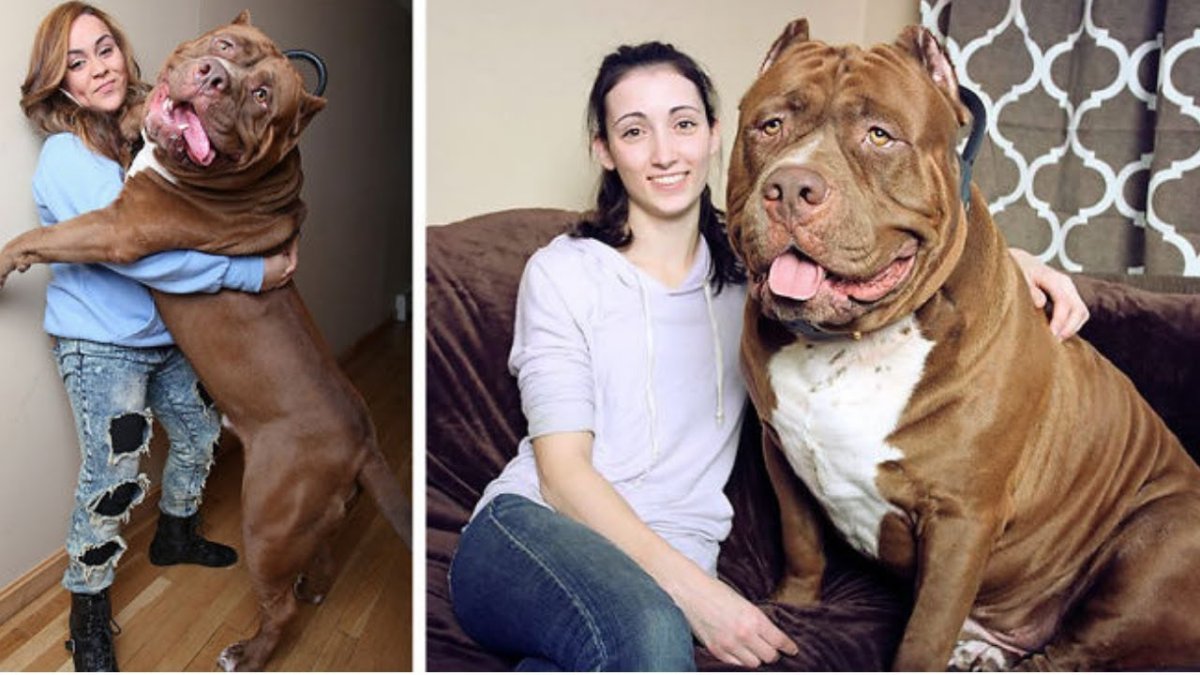 Питбуль рост в холке