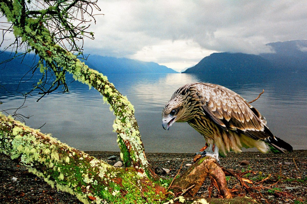 Флора Телецкого озера