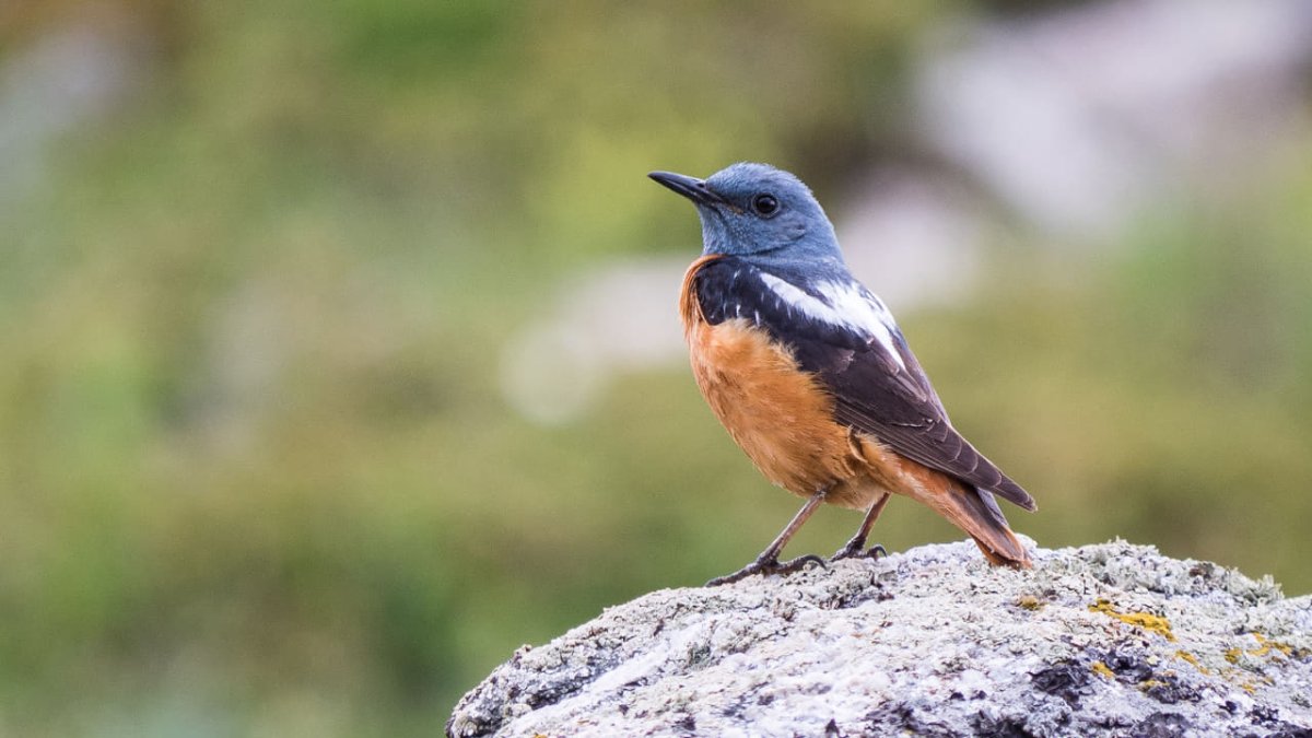 Птицы Кавказского биосферного заповедника