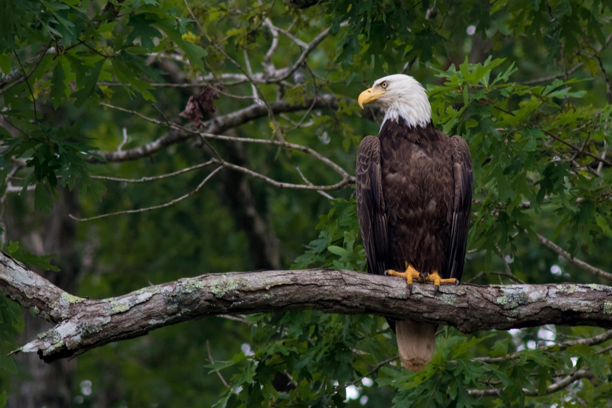 "Белоголовый Орлан"