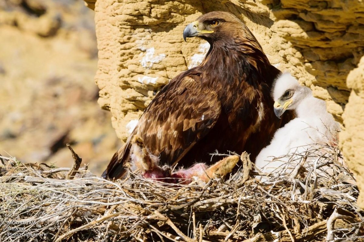 Птенец орла могильника