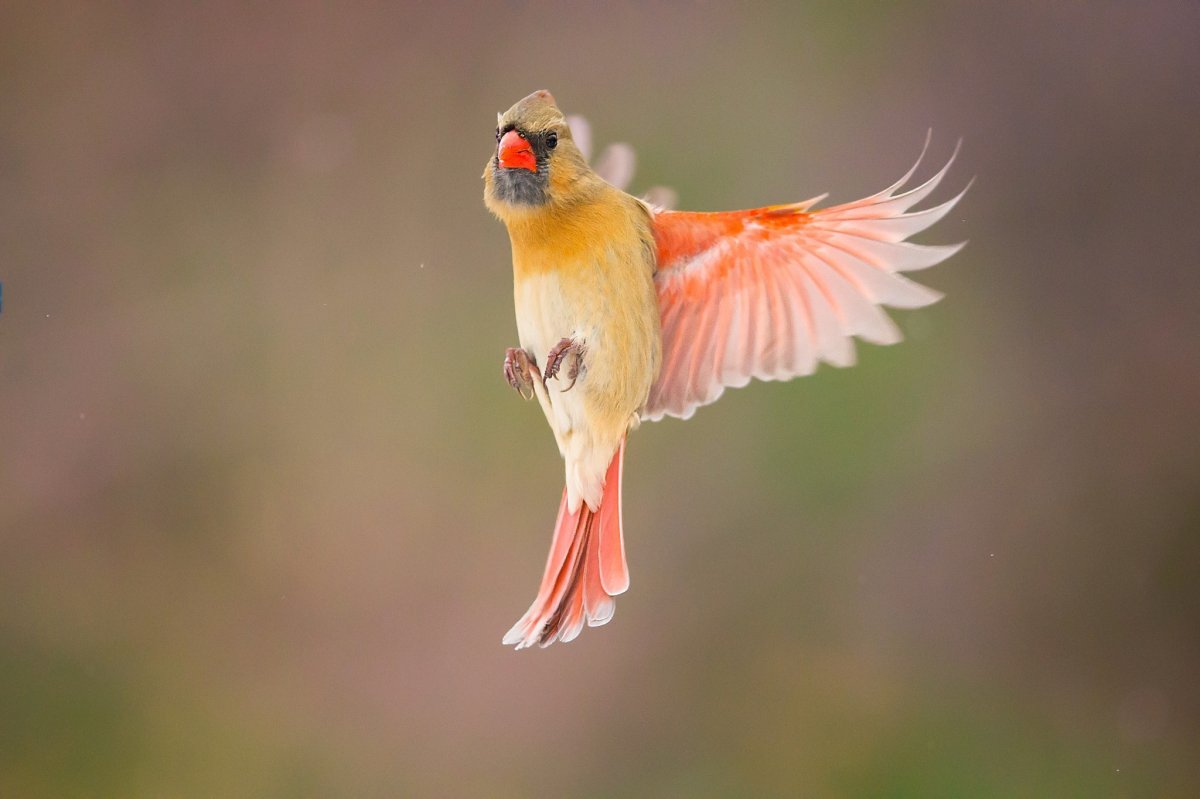 Серый Кардинал птица