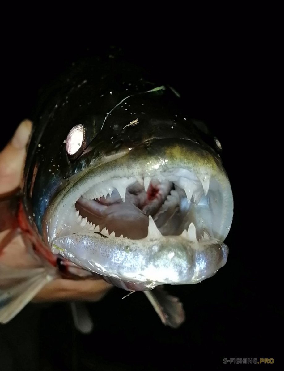 Зубы судака