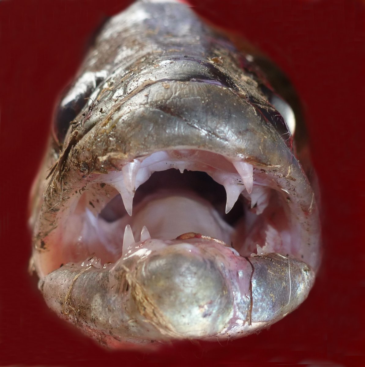 Зубы судака