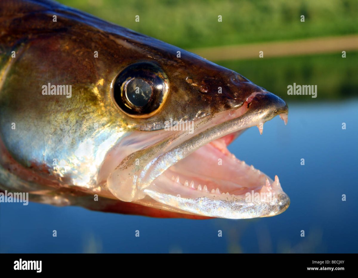 Дерматофибросаркома судака