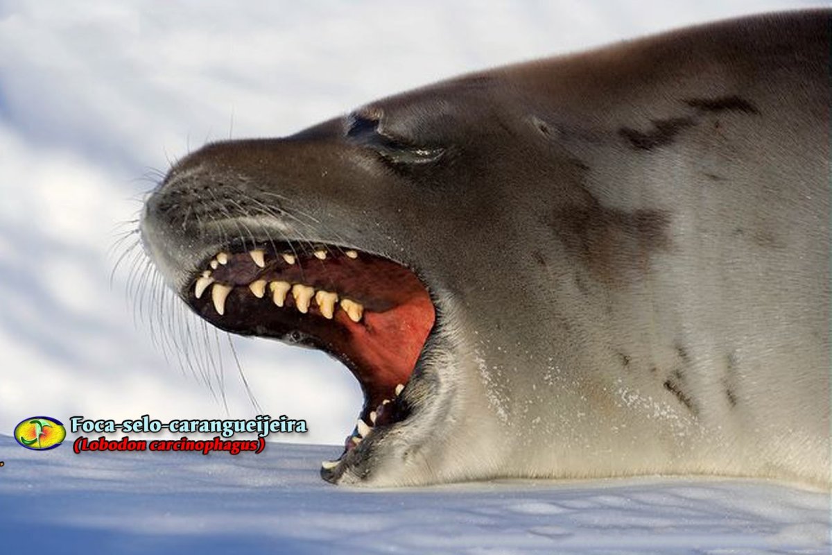 Травоядная Пиранья зубы