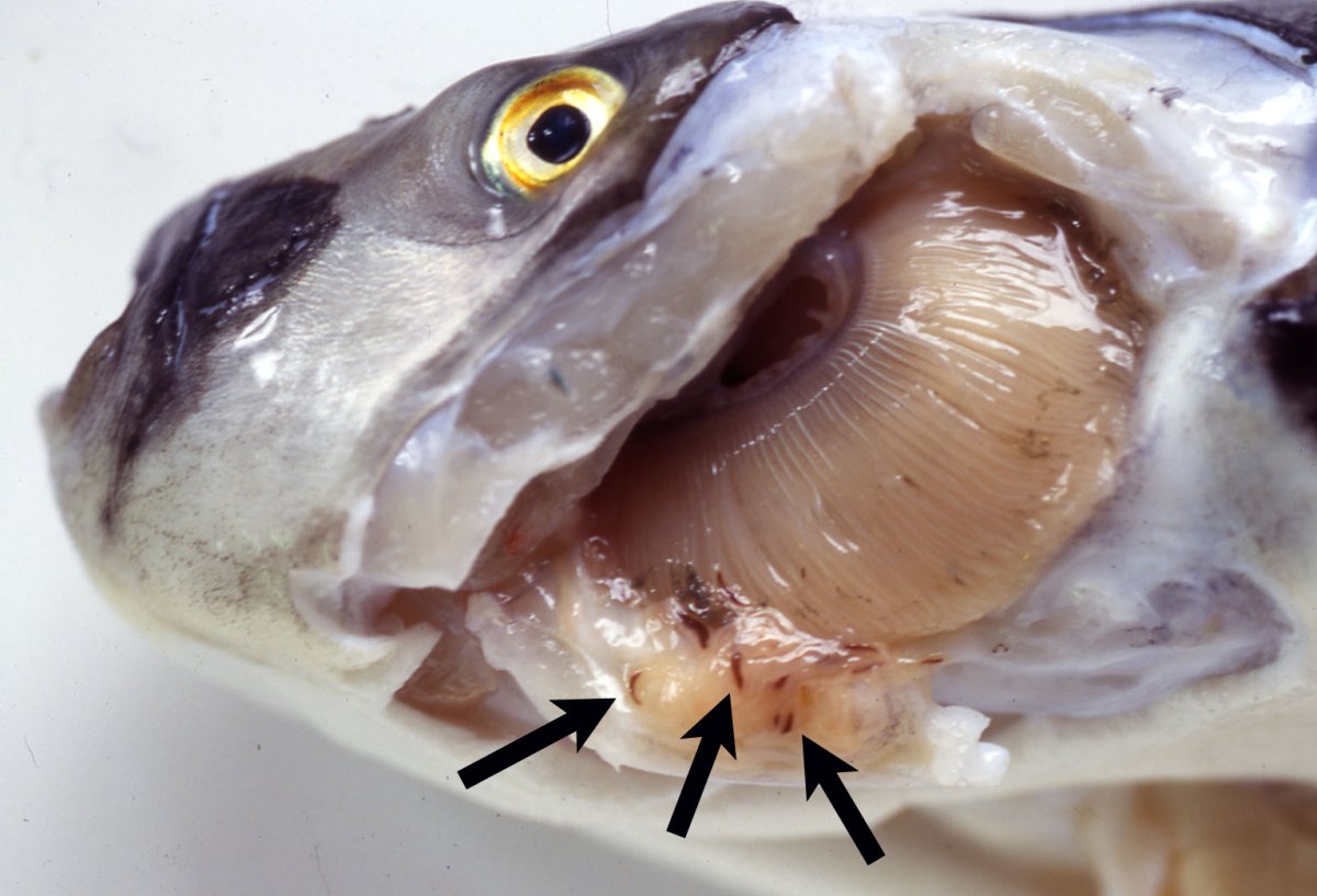 Рыба каторжник Овцеголов