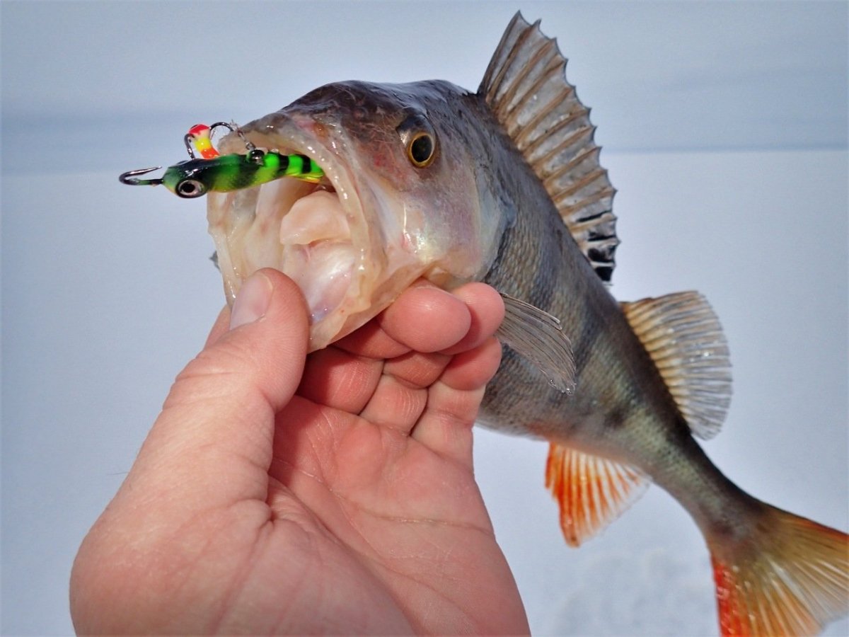 Пасть берша