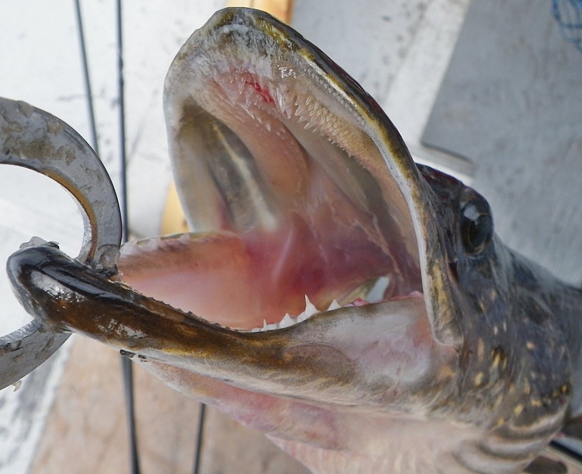 Зубы судака