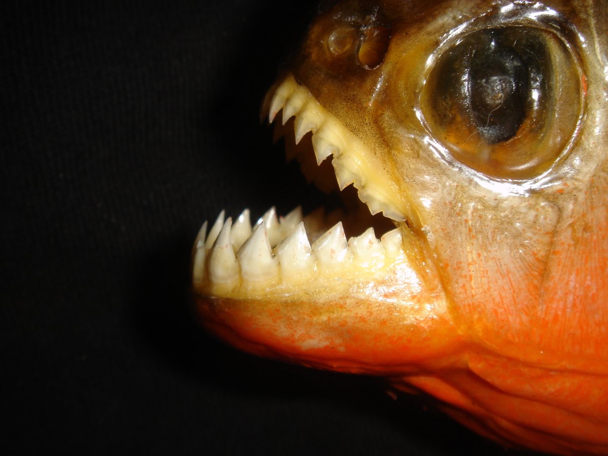 Голова судака