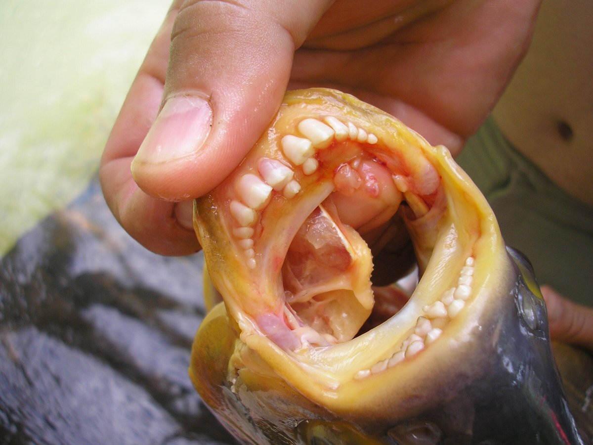 Зубы акулы анатомия строение