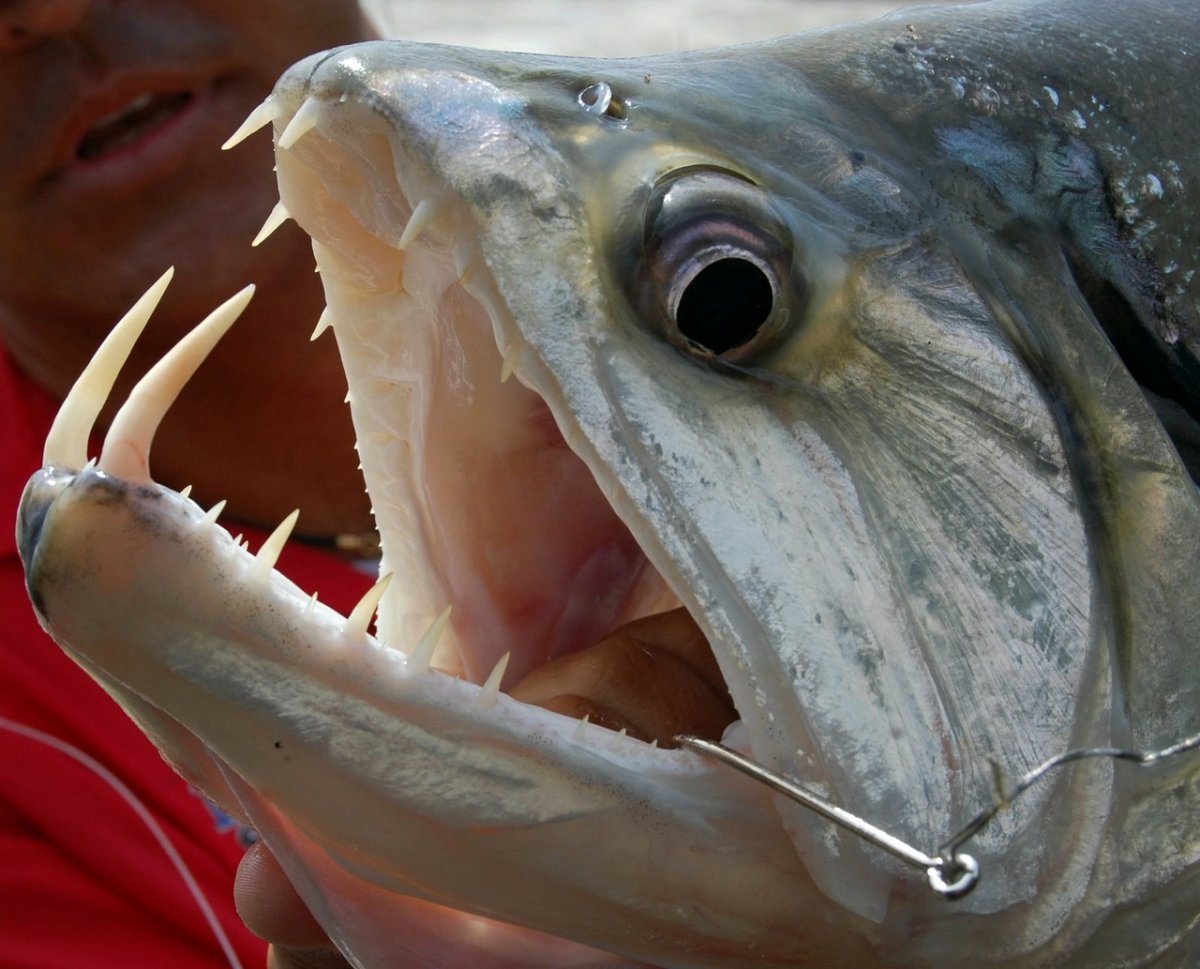 Зубы речного окуня