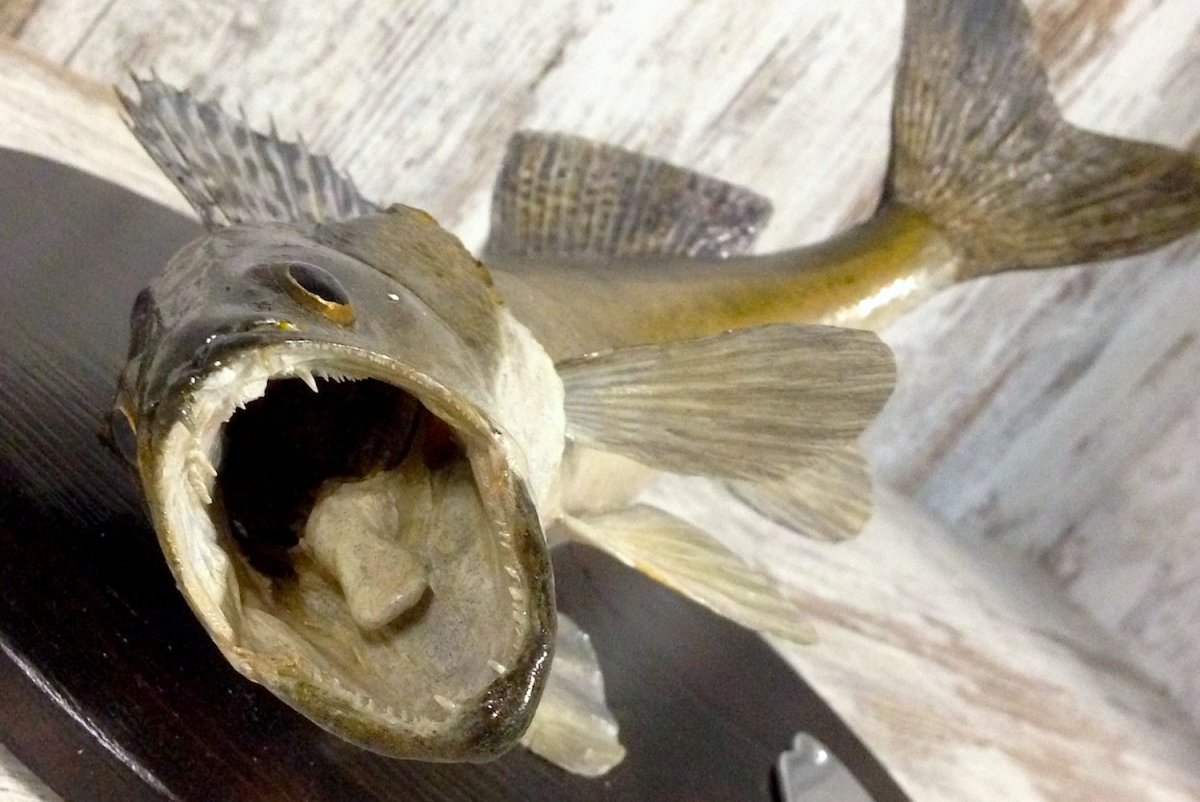 Светлоперый Судак