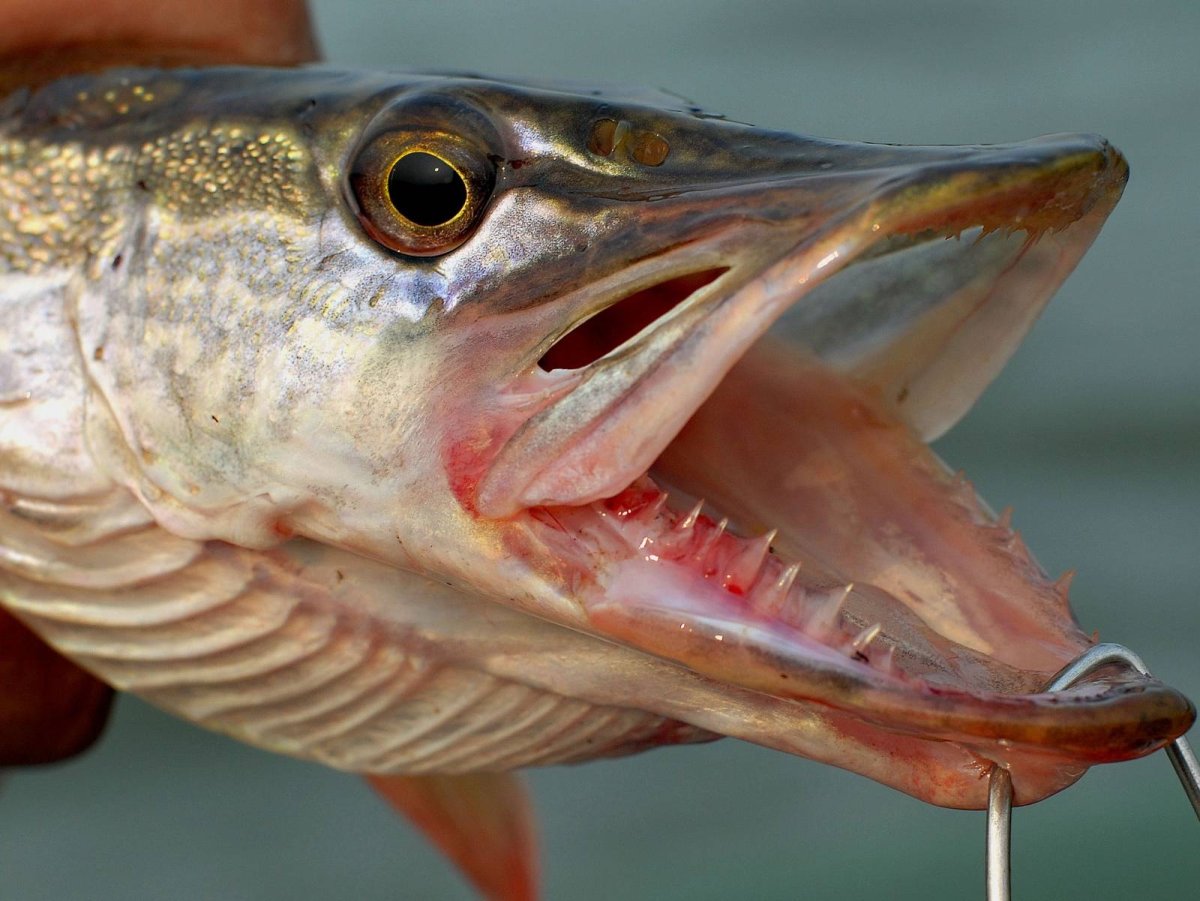 Челюсть судака