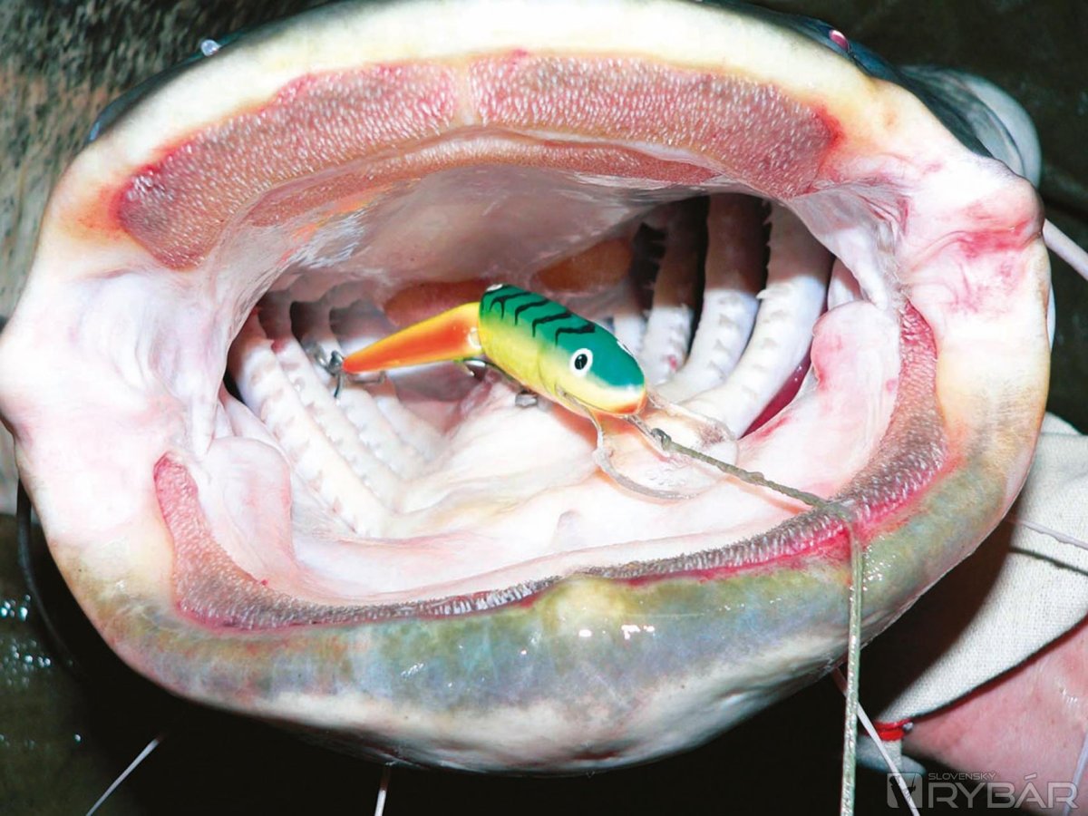 Тюлень крабоед