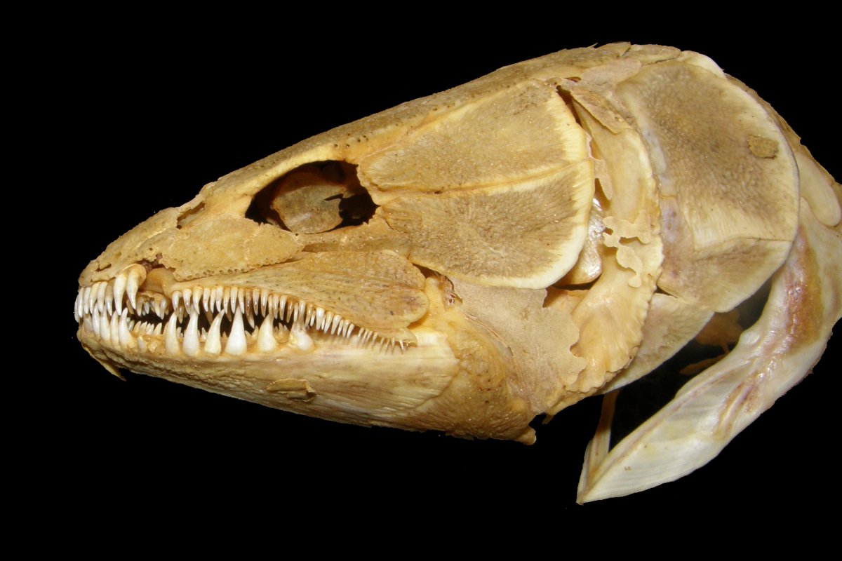 Судак Размеры